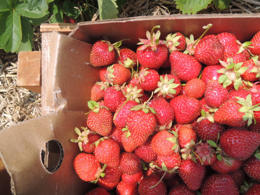 strawberries